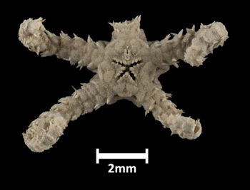 Media type: image;   Invertebrate Zoology OPH-265 Description: Bottom up view of single ophiuroid specimen with a scale bar.;  Aspect: ventral